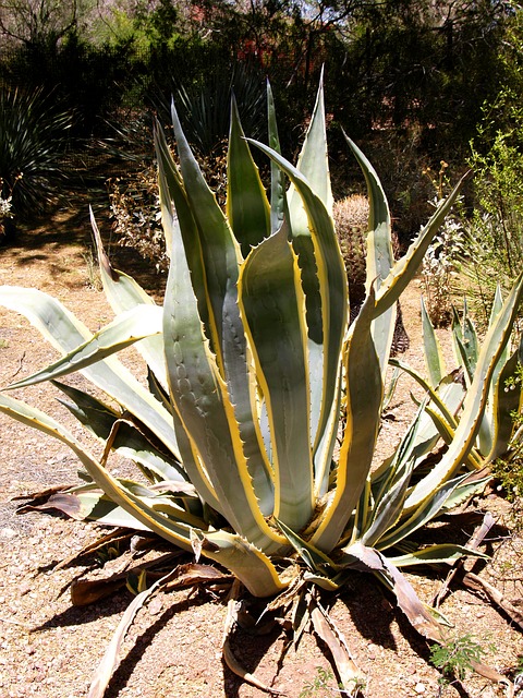 agave-plant