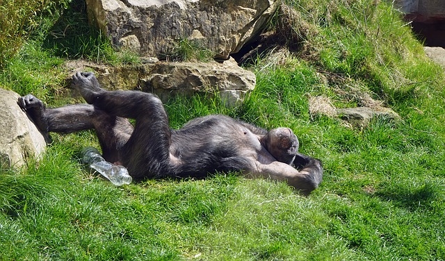 chimp-resting
